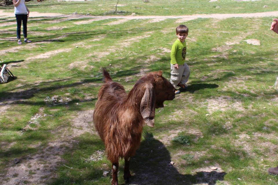 Wells trying to pet the goat and then running from the goat when it starts to chase him
