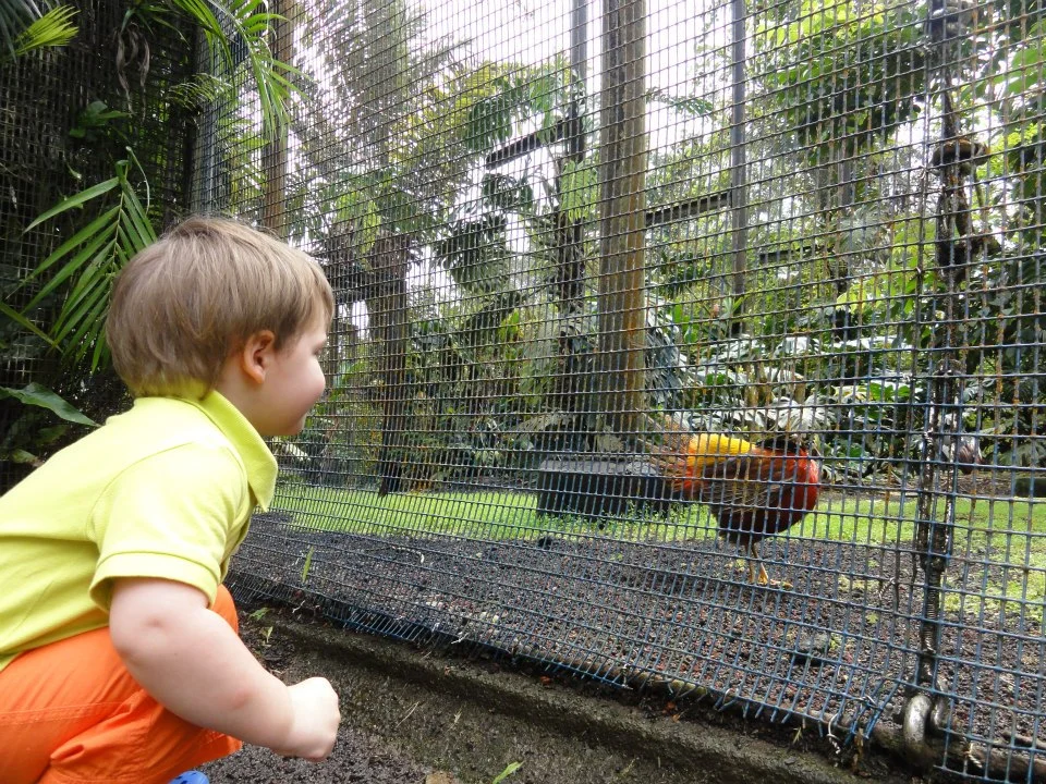 Wells saying hello at the zoo