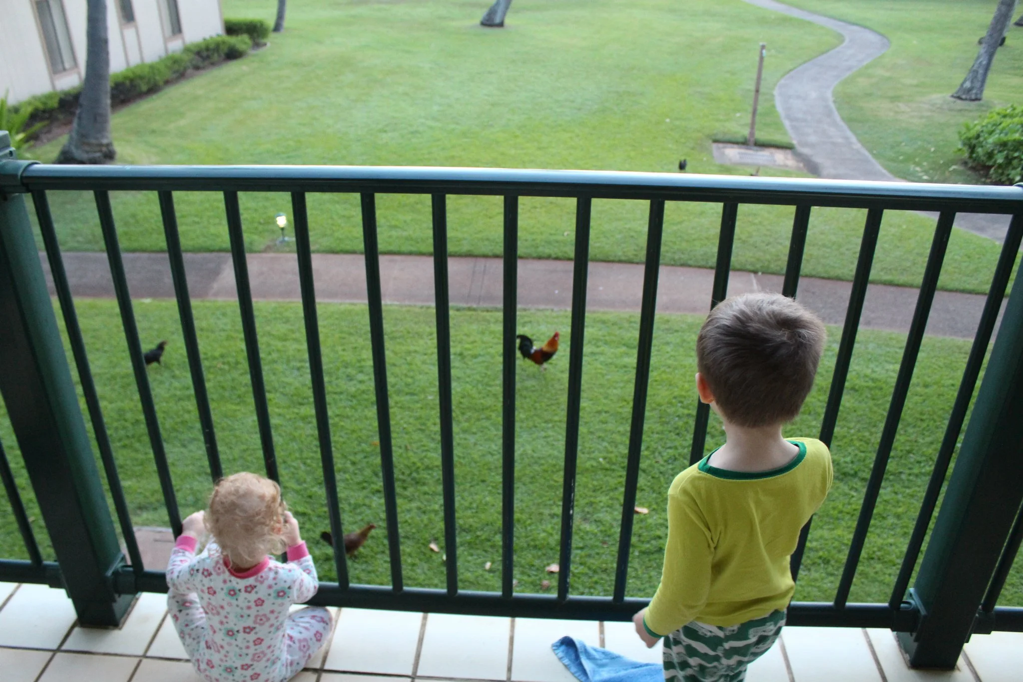 The kids enjoying the roosters while eating breakfast. 